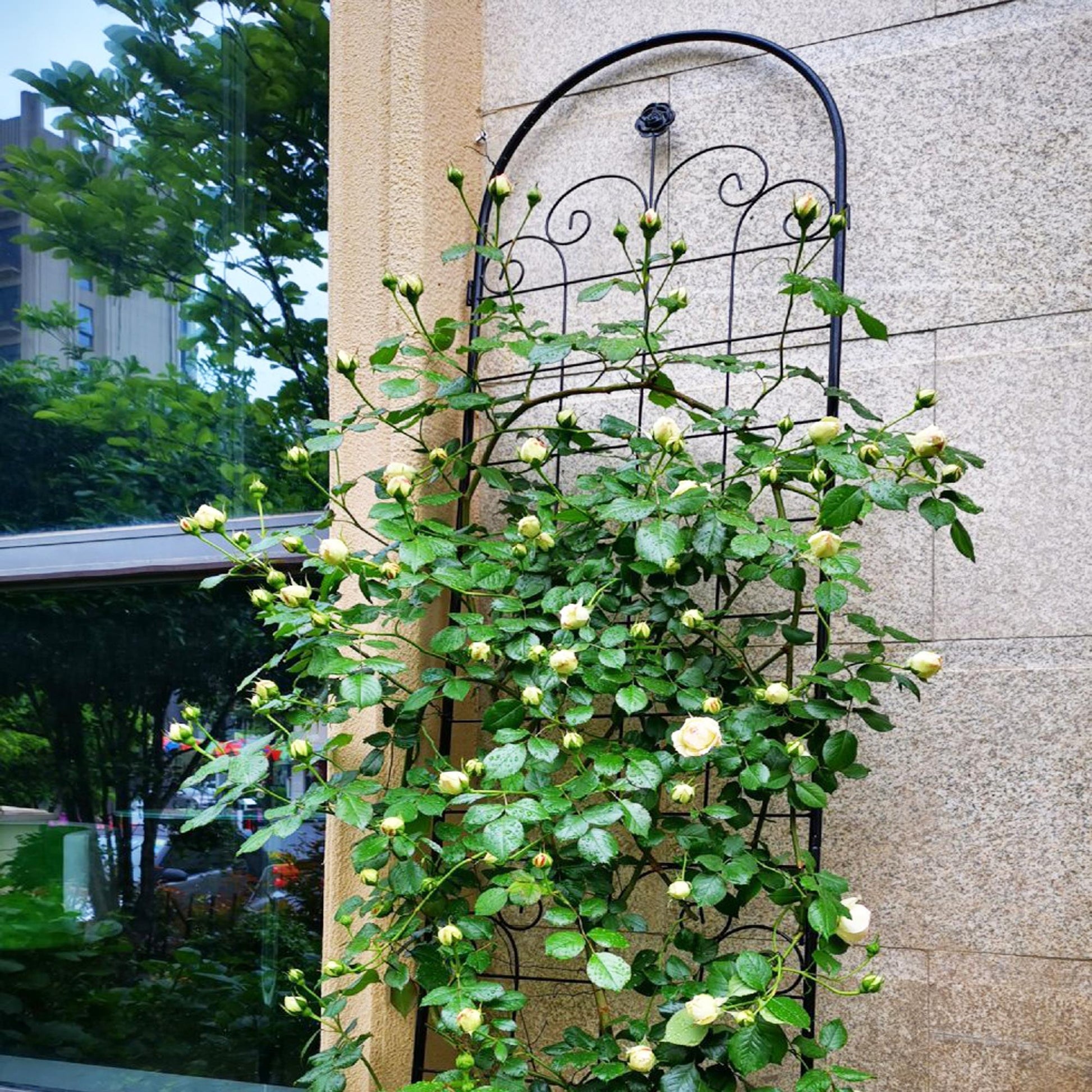 Stunning Elegant Metal Garden Trellis for Beautiful Climbing Plants