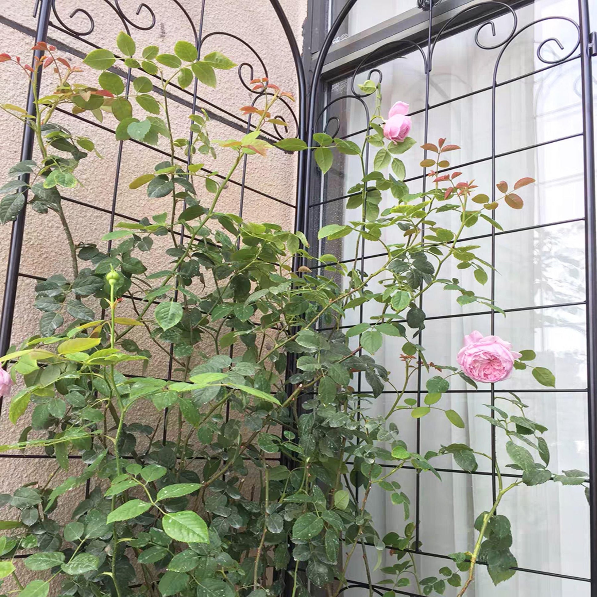 Stunning Elegant Metal Garden Trellis for Beautiful Climbing Plants